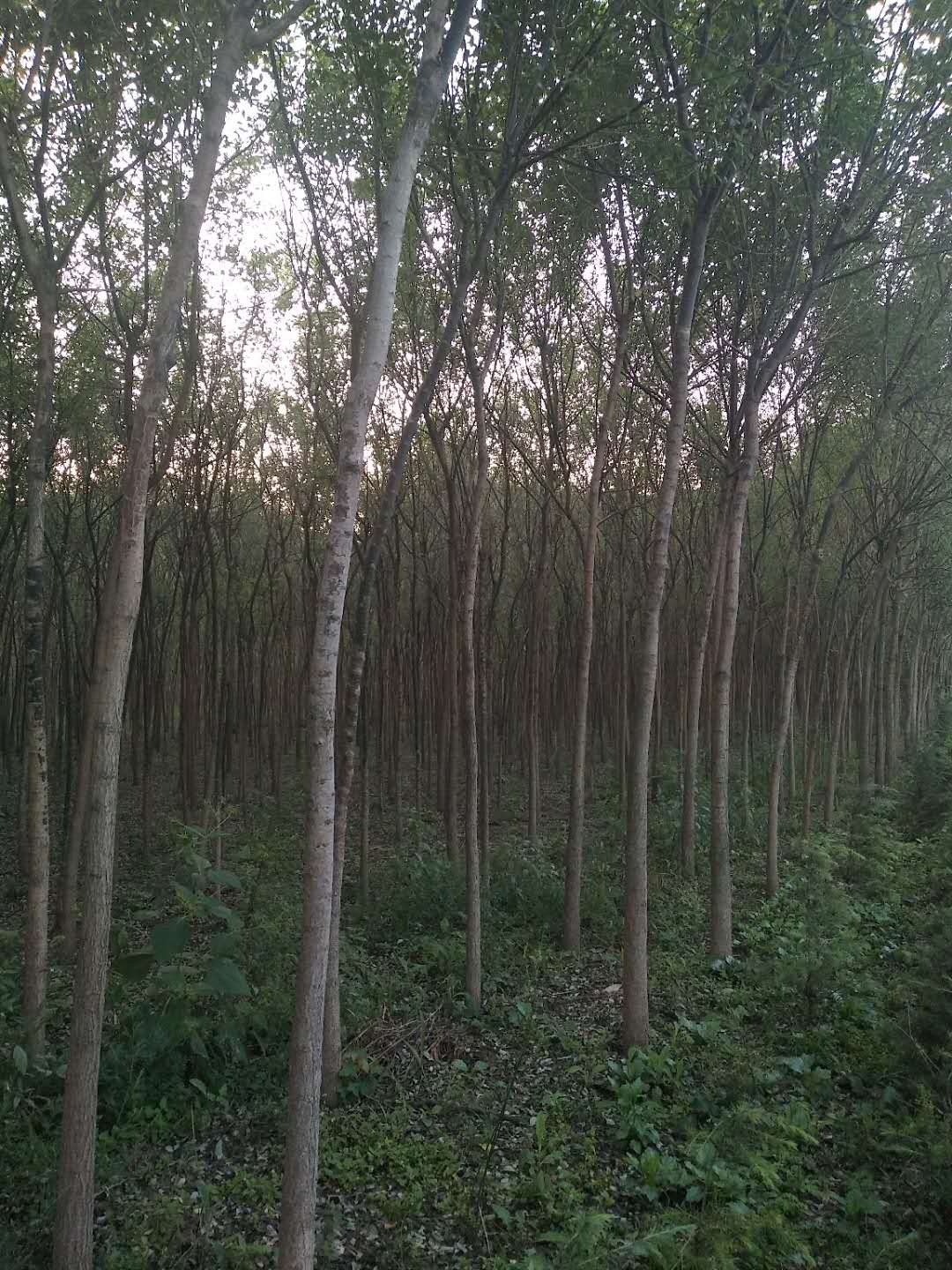 陜西瑞景園林苗木：以苗為媒，用綠色勾勒景觀(guān)新畫(huà)卷